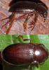 Nalassus laevioctostriatus